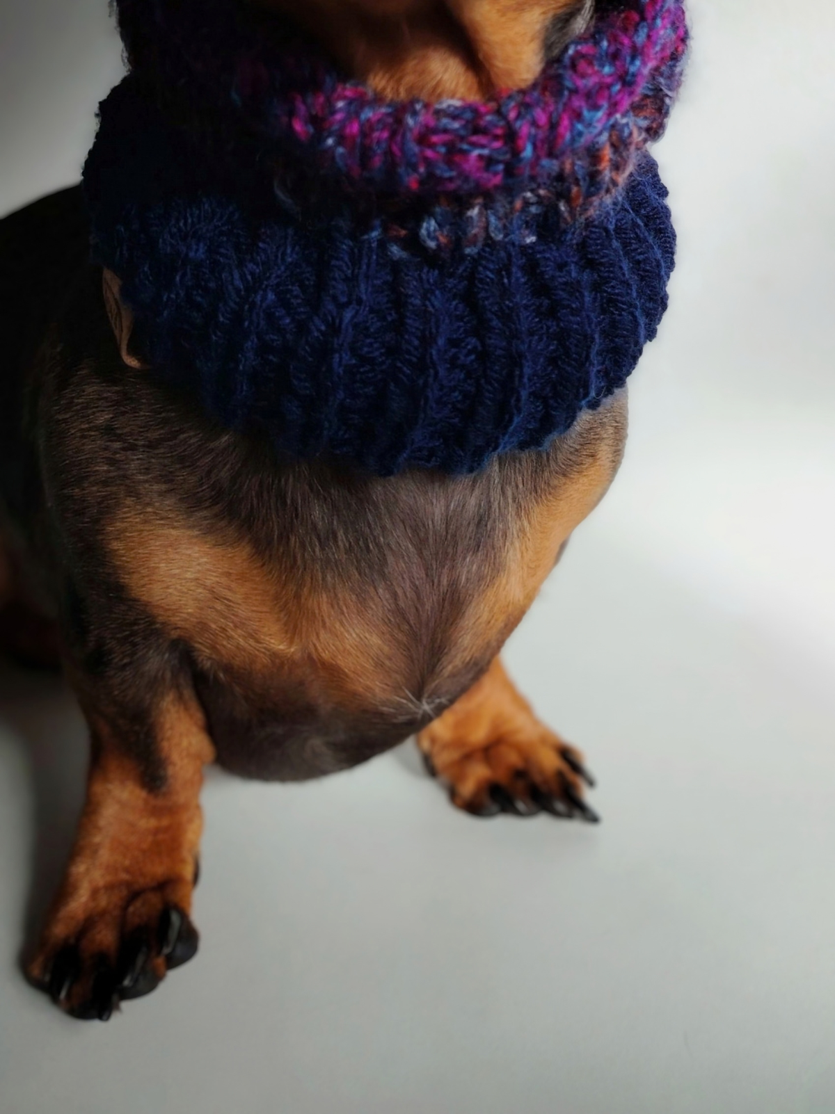 Close-up of a black-and-tan Dachshund wearing a handmade Night Sky snood, highlighting the textured navy ribbed knitting and how it sits around the dog's chest.