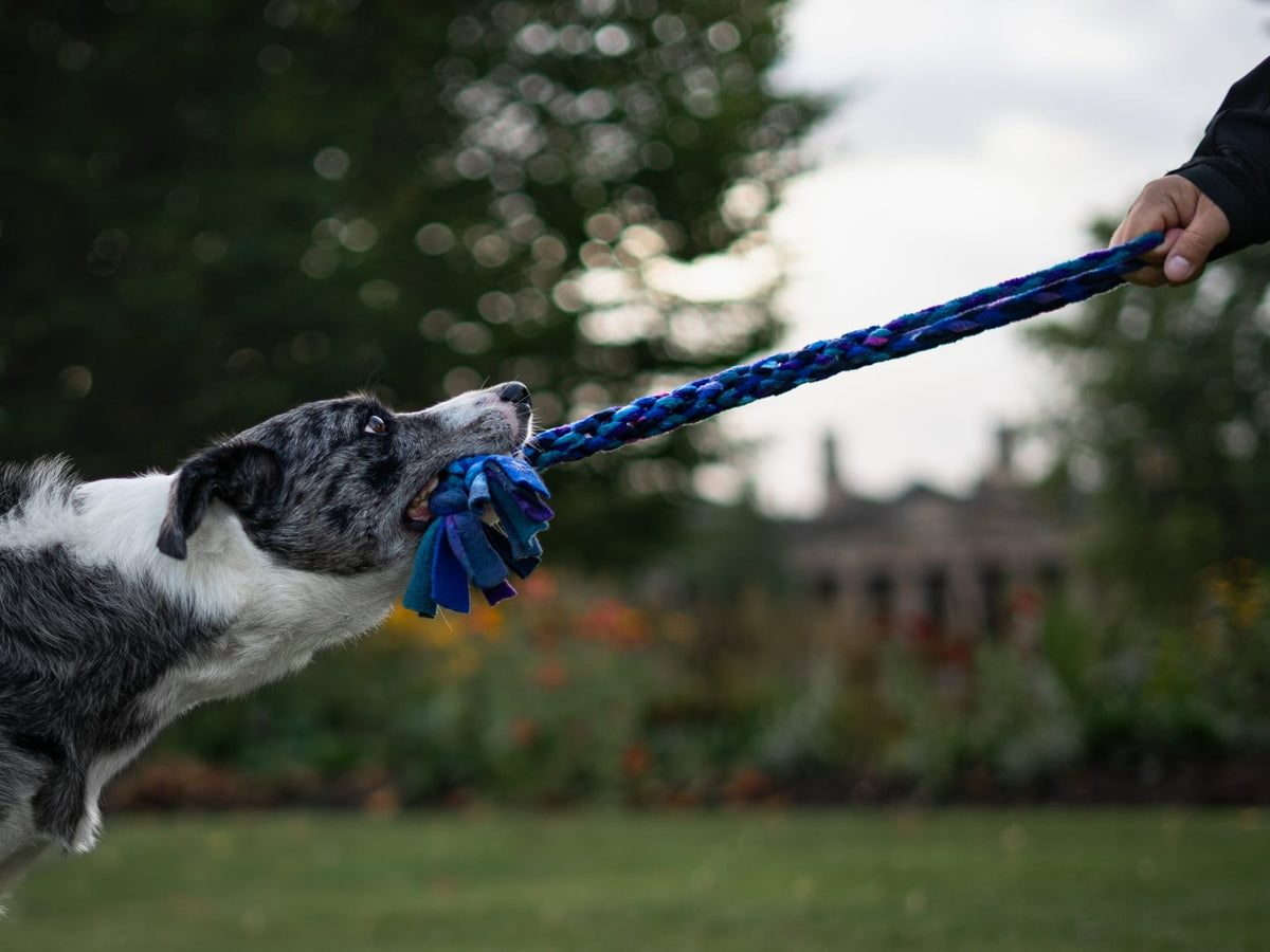 Blue merle Border Collie gripping the tasselled end of a Nova Zeal Night Sky Handled Tug while a person holds the braided fleece handle, showing an interactive game of tug outdoors on a grassy lawn.