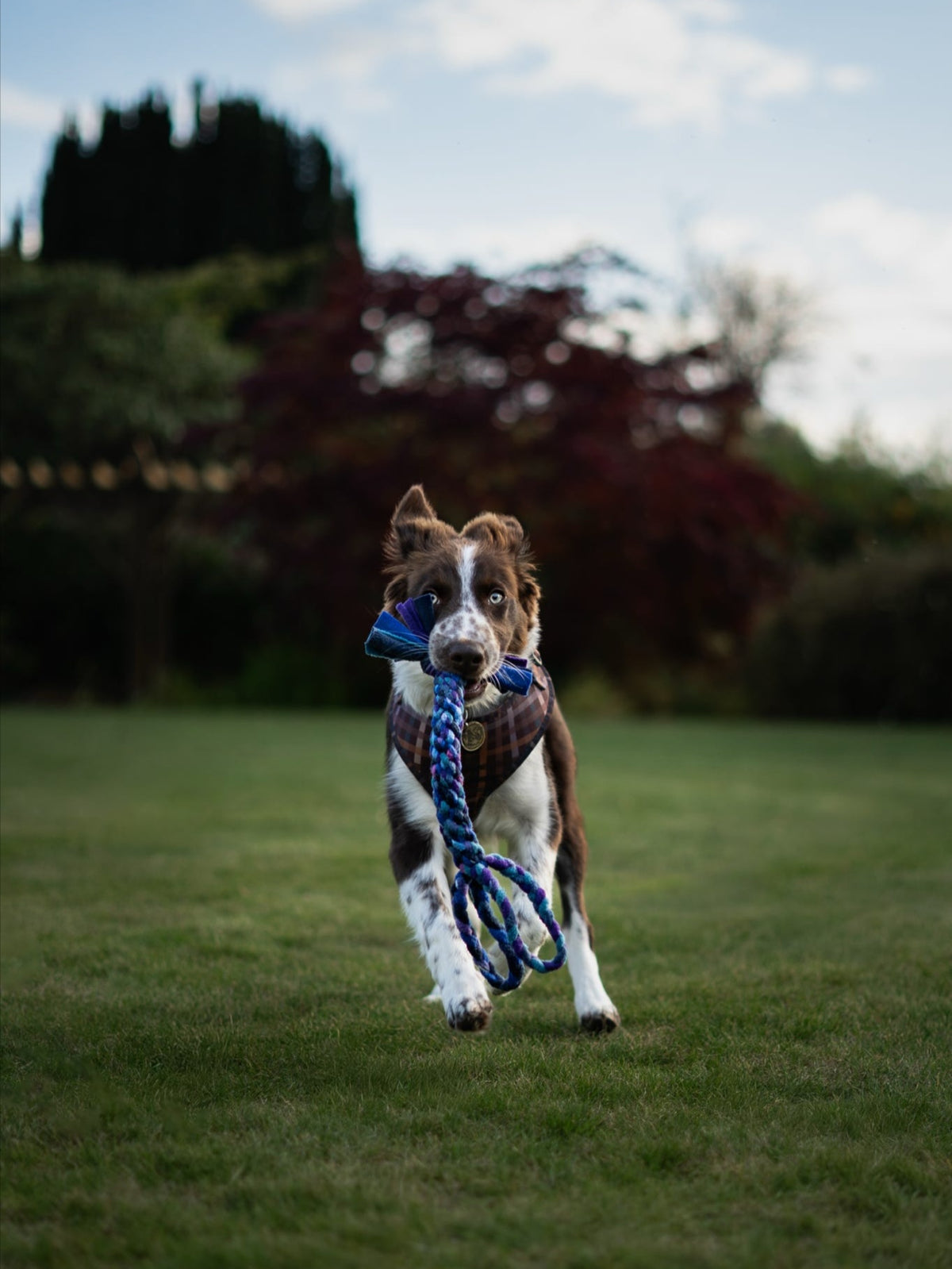 Brown and white Border Collie walking towards the camera carrying a Nova Zeal Night Sky Handled Tug in its mouth, with the blue, teal and purple braided fleece handle hanging down, outdoors on a grassy lawn.