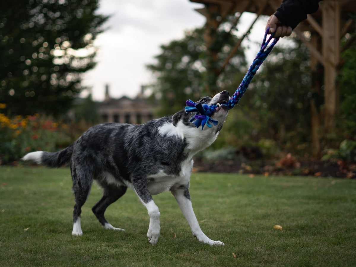 Black, grey and white merle dog playing tug with a person holding the handle of a Nova Zeal Night Sky fleece tug toy in blue, teal and purple, outdoors on a grassy lawn.