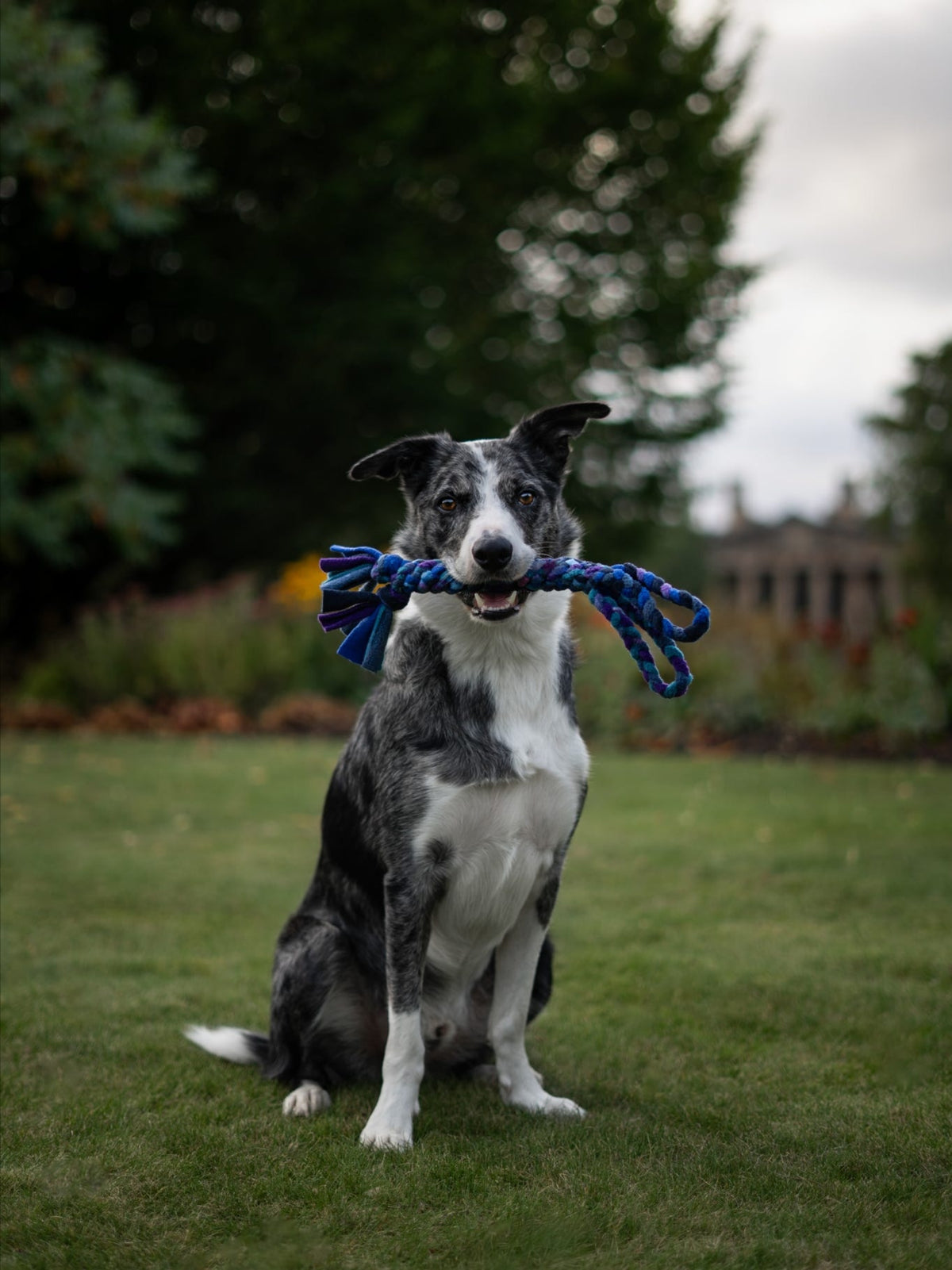 Blue merle Border Collie sitting on a grassy lawn, looking towards the camera while holding a Nova Zeal Night Sky Handled Tug in its mouth, showing the blue, teal and purple braided fleece and looped handle.