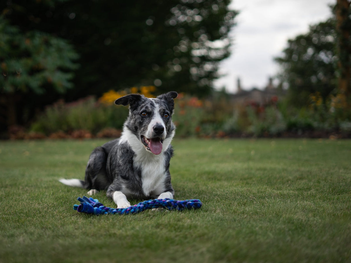 Blue merle Border Collie lying on a grassy lawn with its tongue out and a Nova Zeal Night Sky Handled Tug resting between its front paws, showing the blue, teal and purple braided fleece.