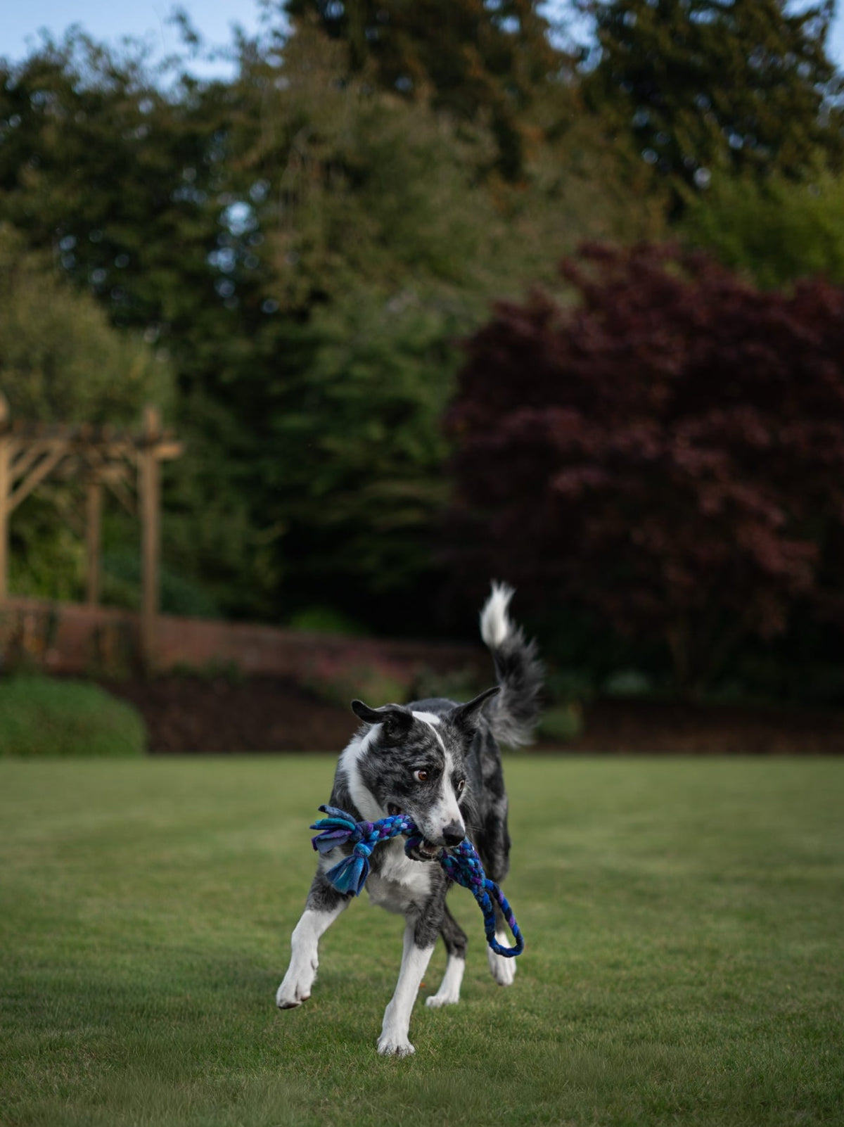 Blue merle Border Collie running across a grassy lawn while carrying a Nova Zeal Night Sky Handled Tug in its mouth, with the blue, teal and purple braided fleece and tasselled end visible.