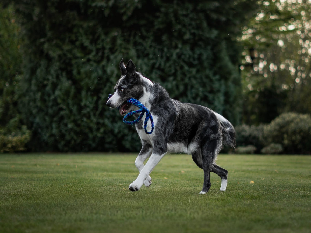 Blue merle Border Collie walking across a grassy lawn while carrying a Nova Zeal Night Sky Handled Tug in its mouth, with the blue, teal and purple braided fleece handle hanging down.