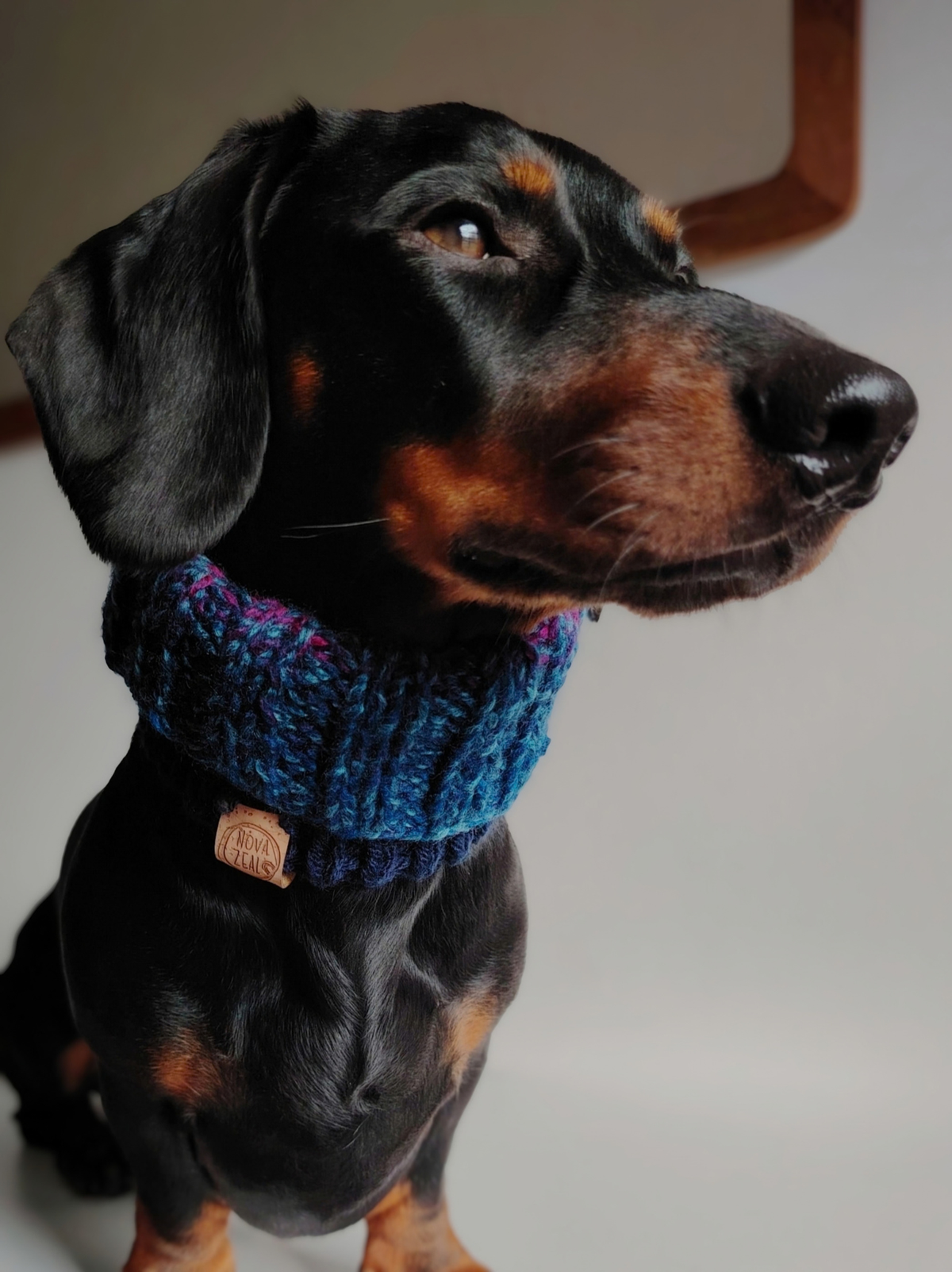 Black and tan Dachshund wearing a hand-knitted Night Sky dog snood in navy, teal and purple, with a Nova Zeal leather label visible.