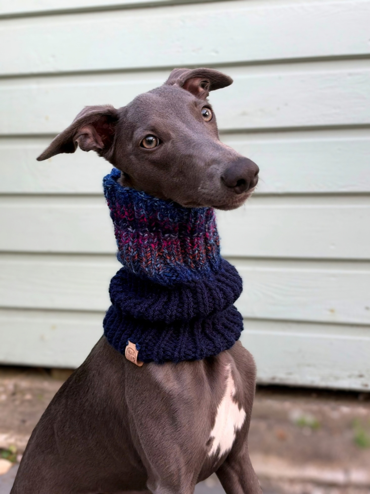 Grey sighthound wearing a hand-knitted Nova Zeal Night Sky snood in navy blue, purple and pink, with a leather brand label visible, sitting outdoors against pale wooden cladding.