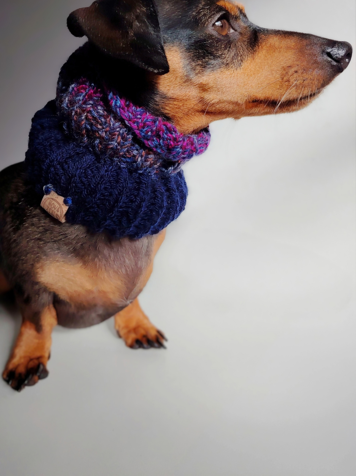 Close-up of a black-and-tan Dachshund wearing a handmade Night Sky dog snood, showing textured navy ribbed knitting with purple and pink yarn details.