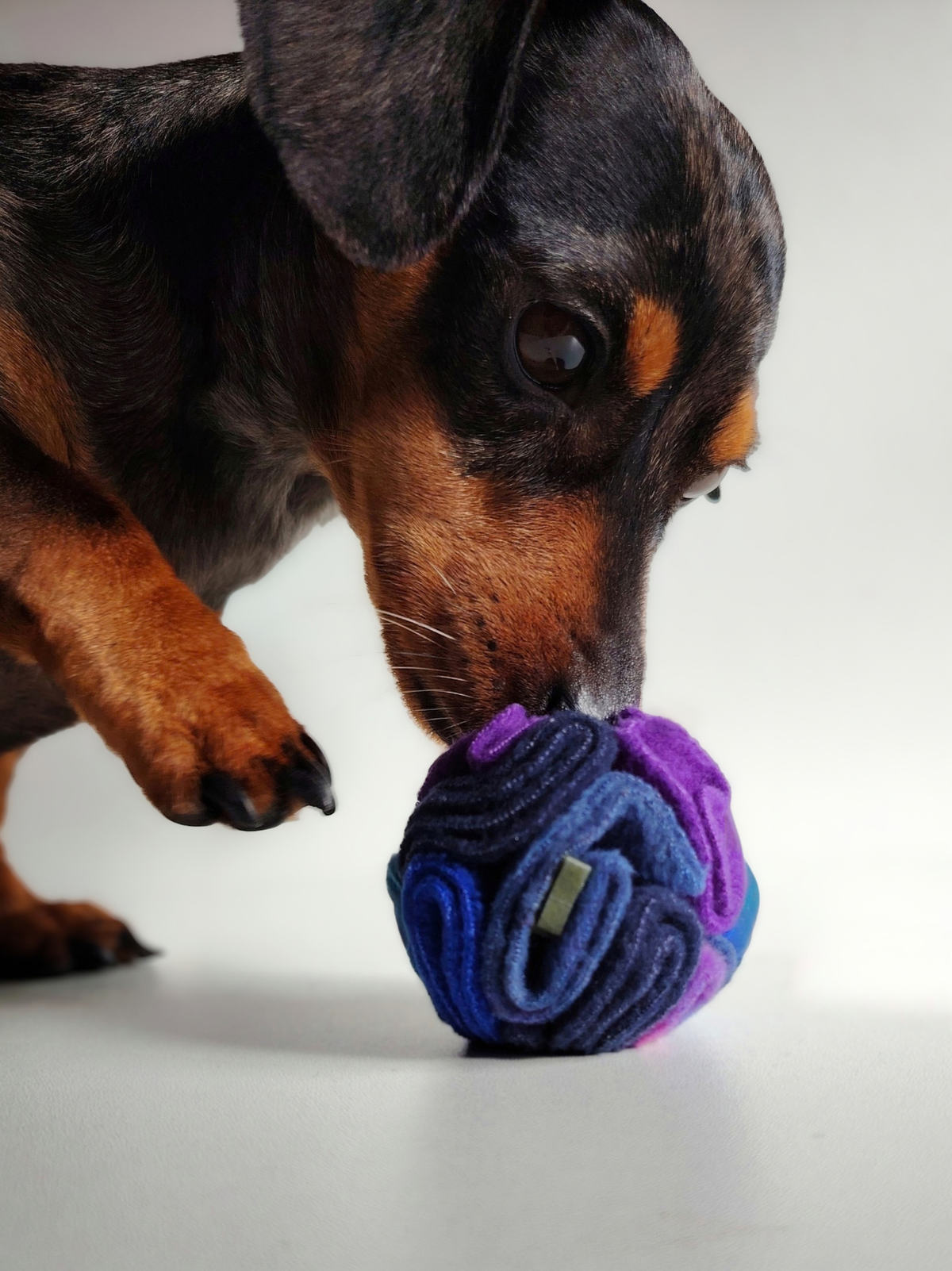 Close-up of a silver dapple miniature dachshund sniffing a treat hidden between the folded navy, royal blue and purple fleece of a Nova Zeal Night Sky Pocket Snuffle Ball.