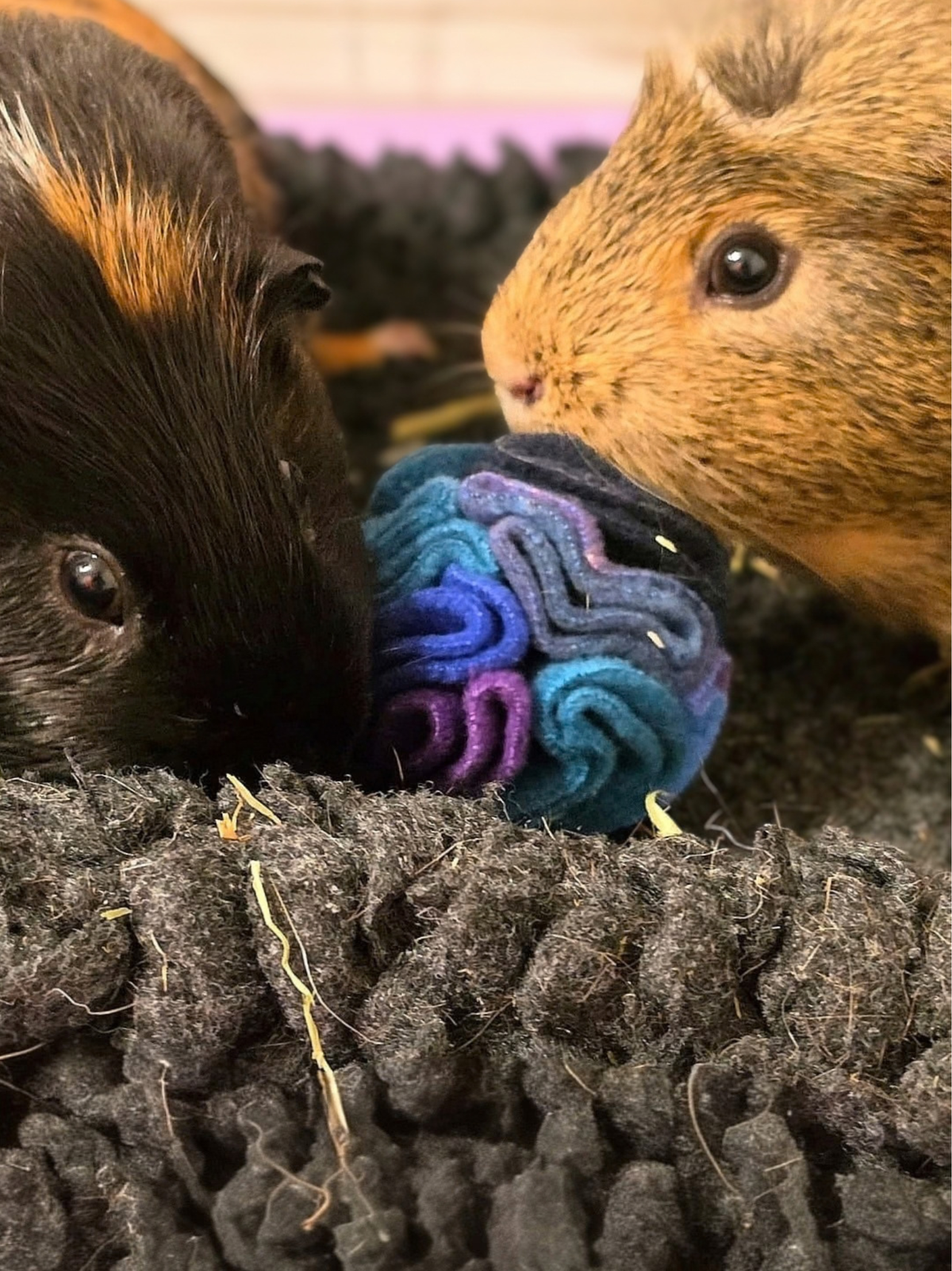 Two guinea pigs exploring a Nova Zeal Night Sky Pocket Snuffle Ball, featuring soft fleece folds in blue, teal, navy and purple.