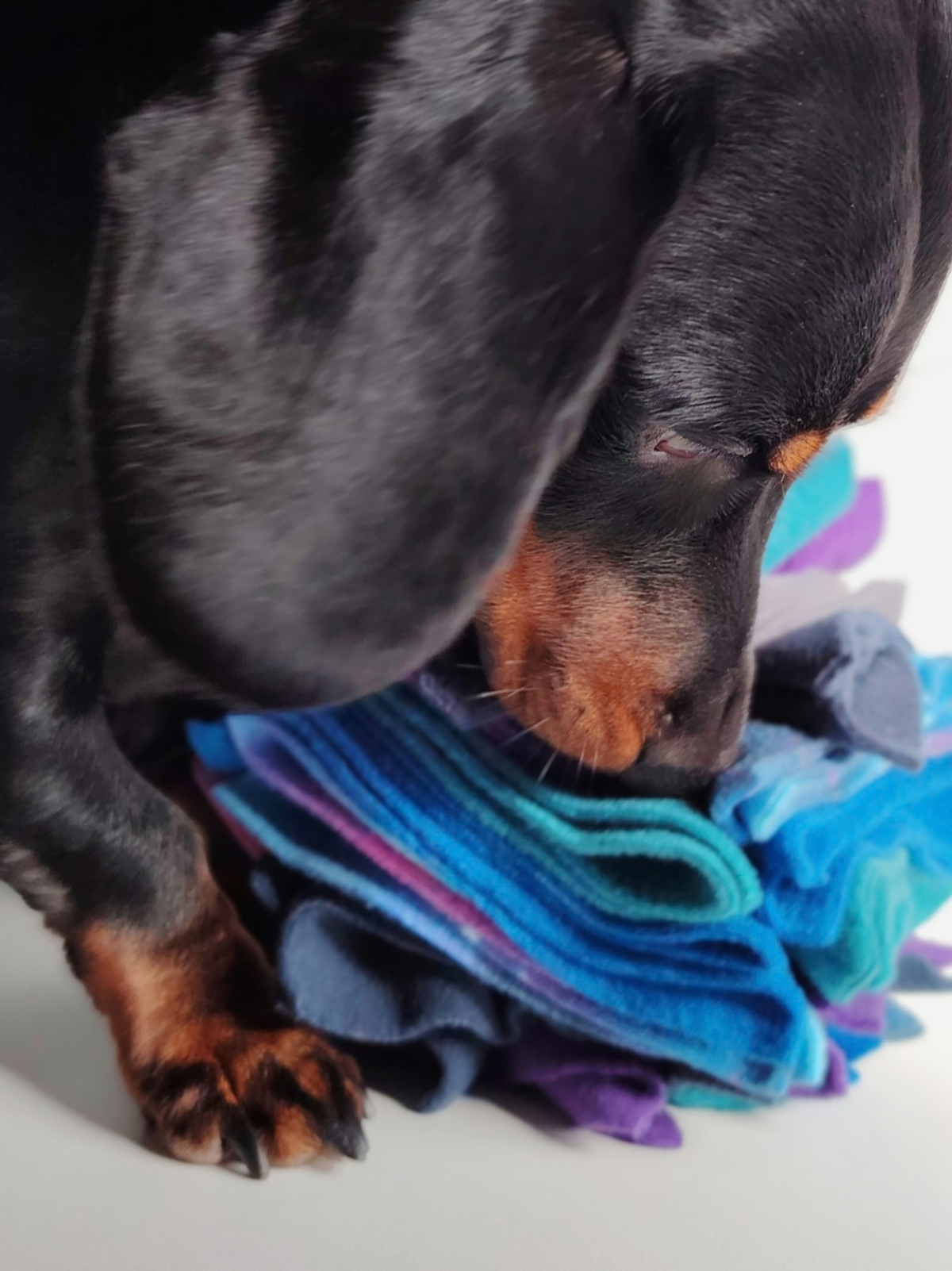 Close-up of a black and tan Dachshund sniffing a small Nova Zeal Night Sky Scruffle Ball, exploring the layered folds of blue, teal, purple and galaxy-patterned fleece.