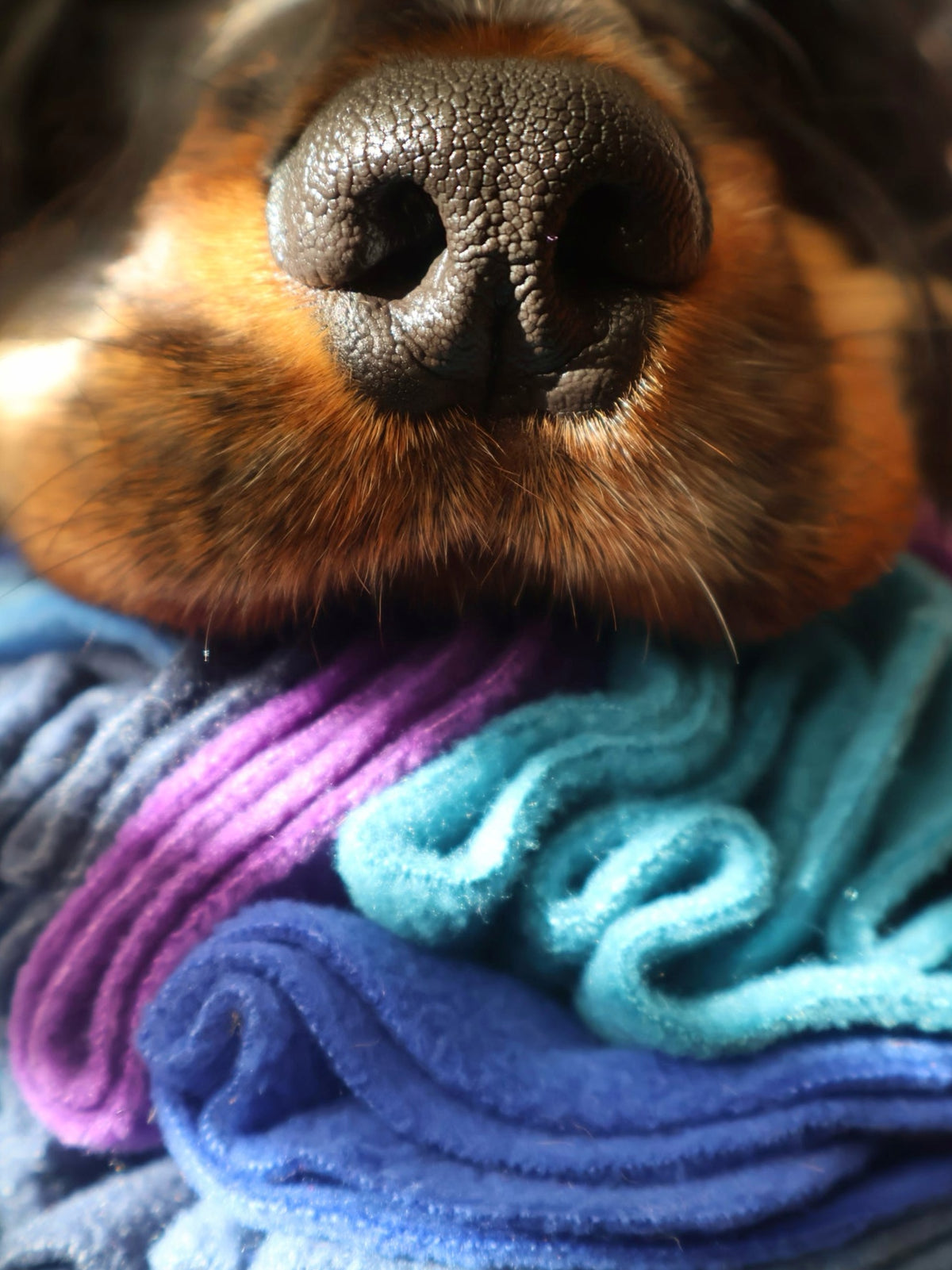 Close-up of a dog's muzzle exploring a Nova Zeal Night Sky Snuffle Ball, showing layers of folded fleece in purple, teal and blue.