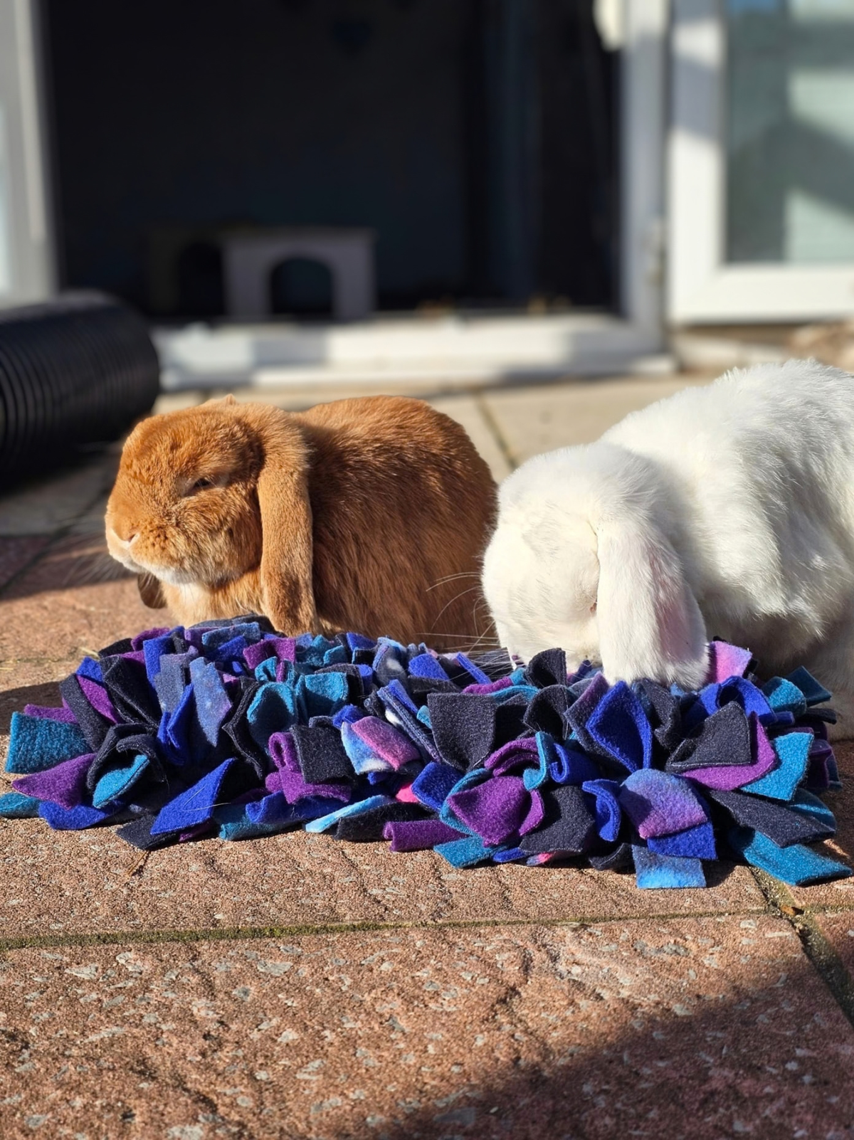 Brown and white lop-eared rabbits exploring a colourful Night Sky Snuffle Mat outdoors, with the white rabbit sniffing through the fleece.