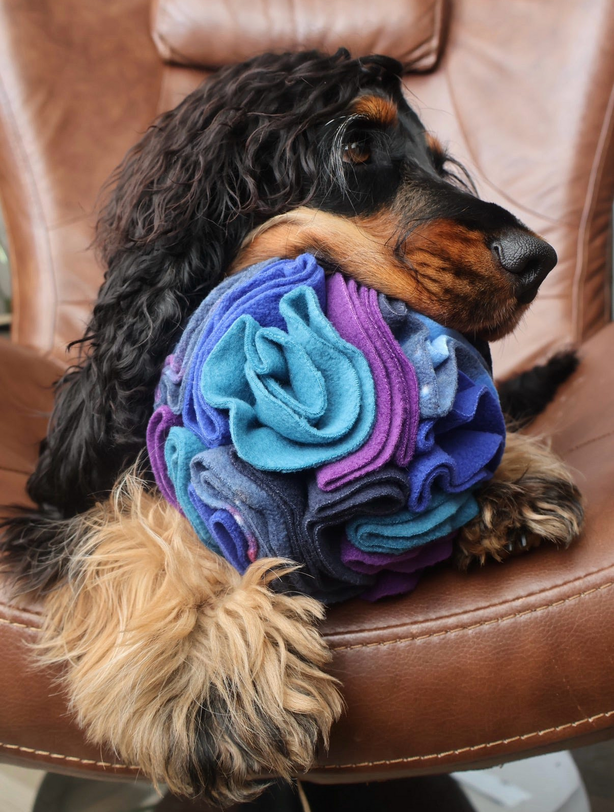 Black and an Spaniel relaxing on a brown leather chair with a Nova Zeal Night Sky Medium Snuffle Ball nestled against its chest, showing layered fleece folds in navy, royal blue, teal and purple.