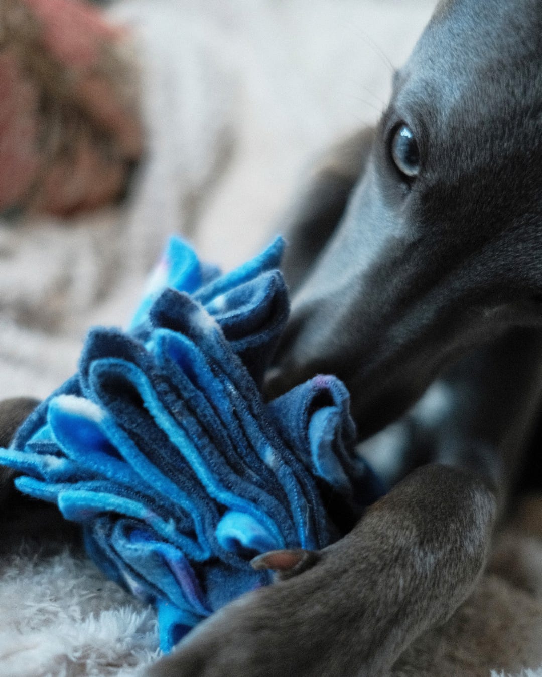 Close-up of a grey dog sniffing a Nova Zeal Star Scruffle Ball, with its paw resting against the soft blue, navy and purple fleece folds.