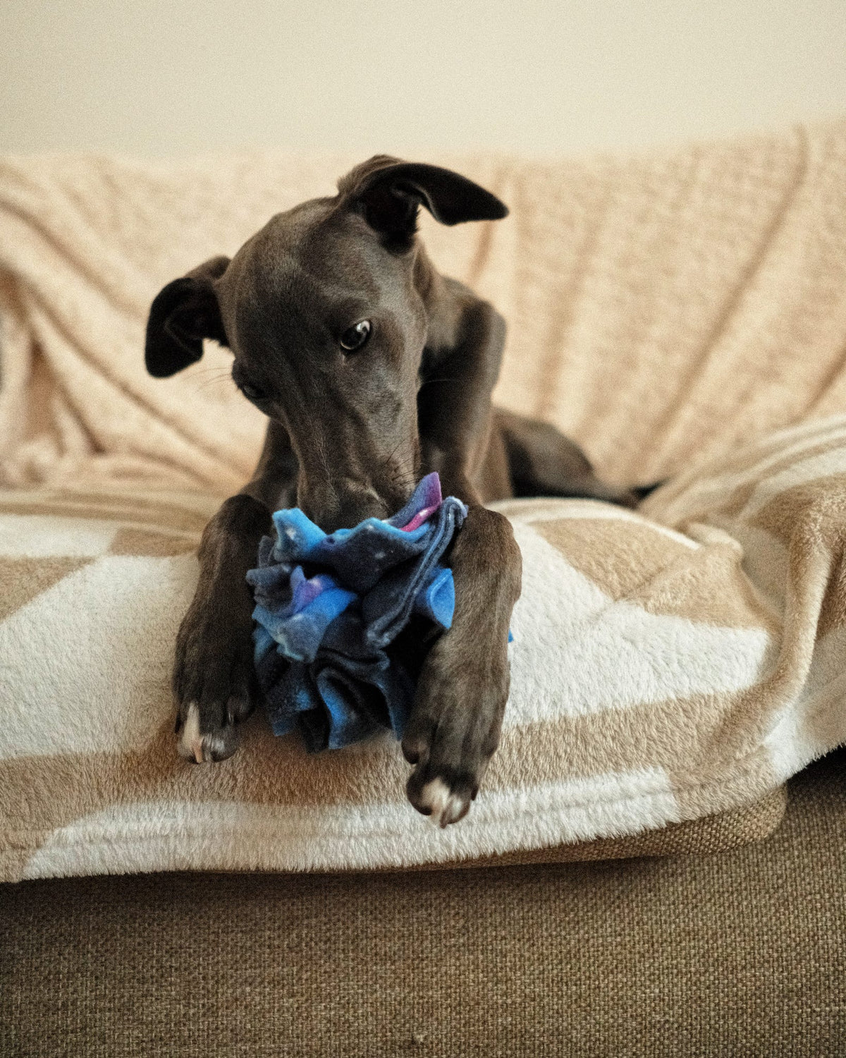A grey dog resting its paws on a blue, navy and purple Nova Zeal Star Scruffle Ball while exploring the fleece folds on a cosy beige blanket.