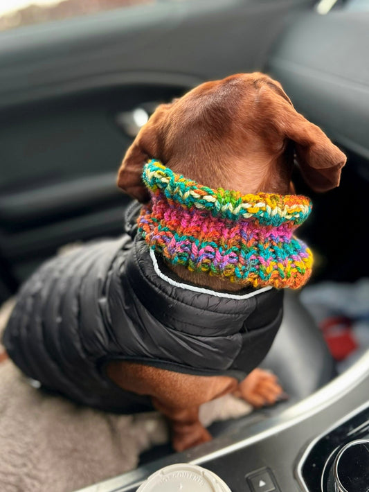 Dachshund wearing a colourful hand-knitted rainbow snood and black coat sitting inside a car