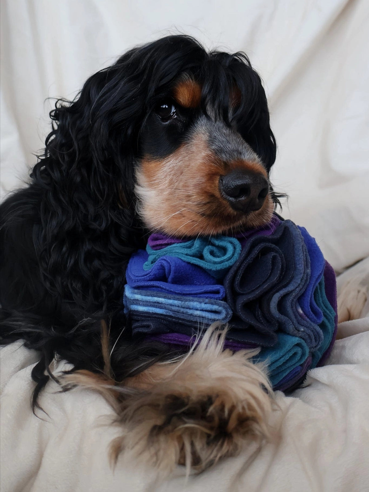 Black and tan Spaniel resting its chin on a Nova Zeal Night Sky Snuffle Ball, featuring soft fleece folds in navy, royal blue, teal and purple, while lying on a cream blanket.