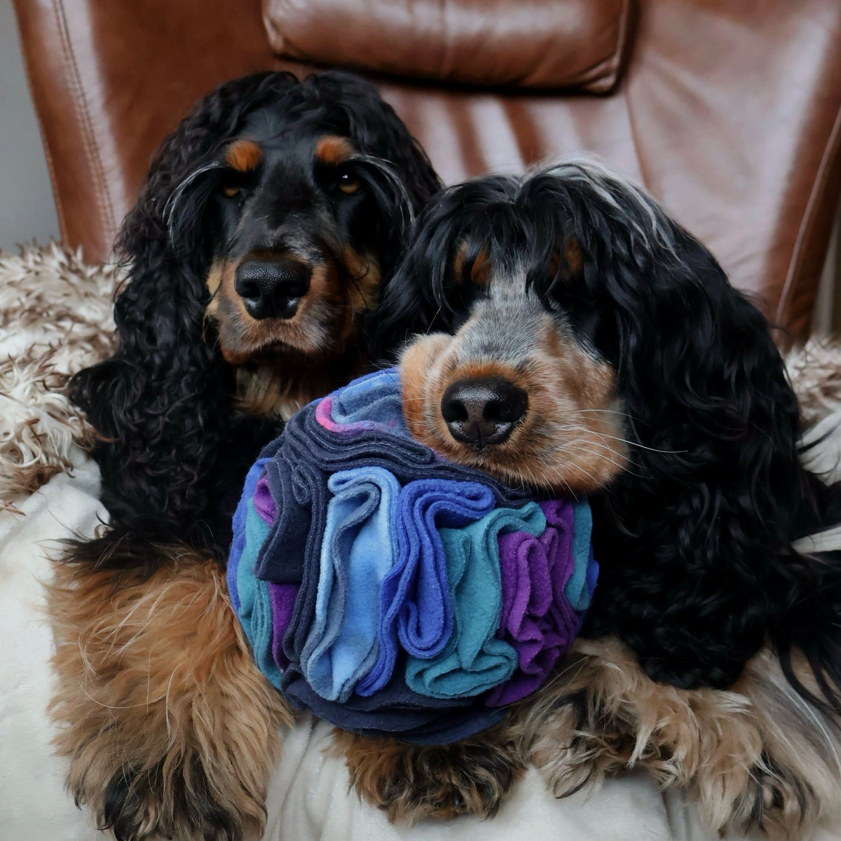 Two black and tan Spaniels sitting together on a brown leather sofa, with one resting its chin on a Nova Zeal Night Sky Snuffle Ball featuring soft fleece folds in navy, royal blue, teal and purple.