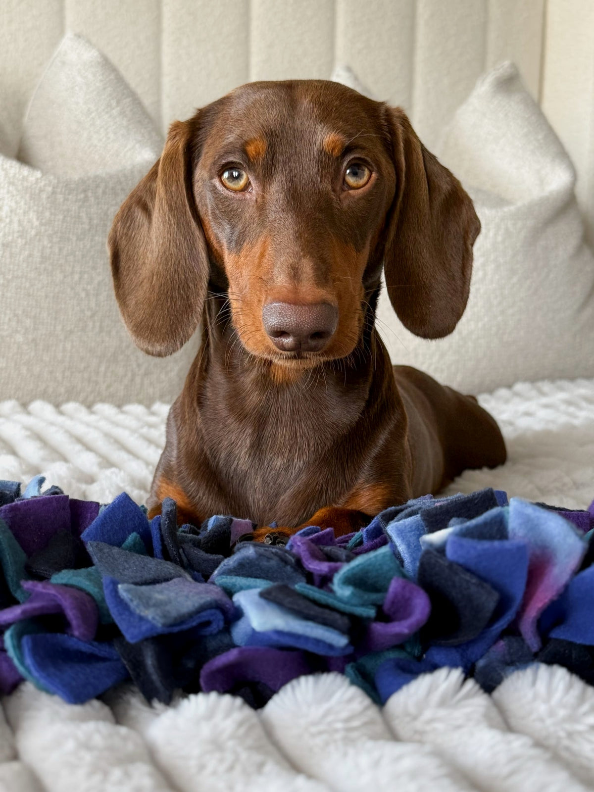Chocolate and tan Dachshund looking towards the camera behind a Nova Zeal Night Sky Snuffle Mat, featuring navy, royal blue, teal and purple fleece.