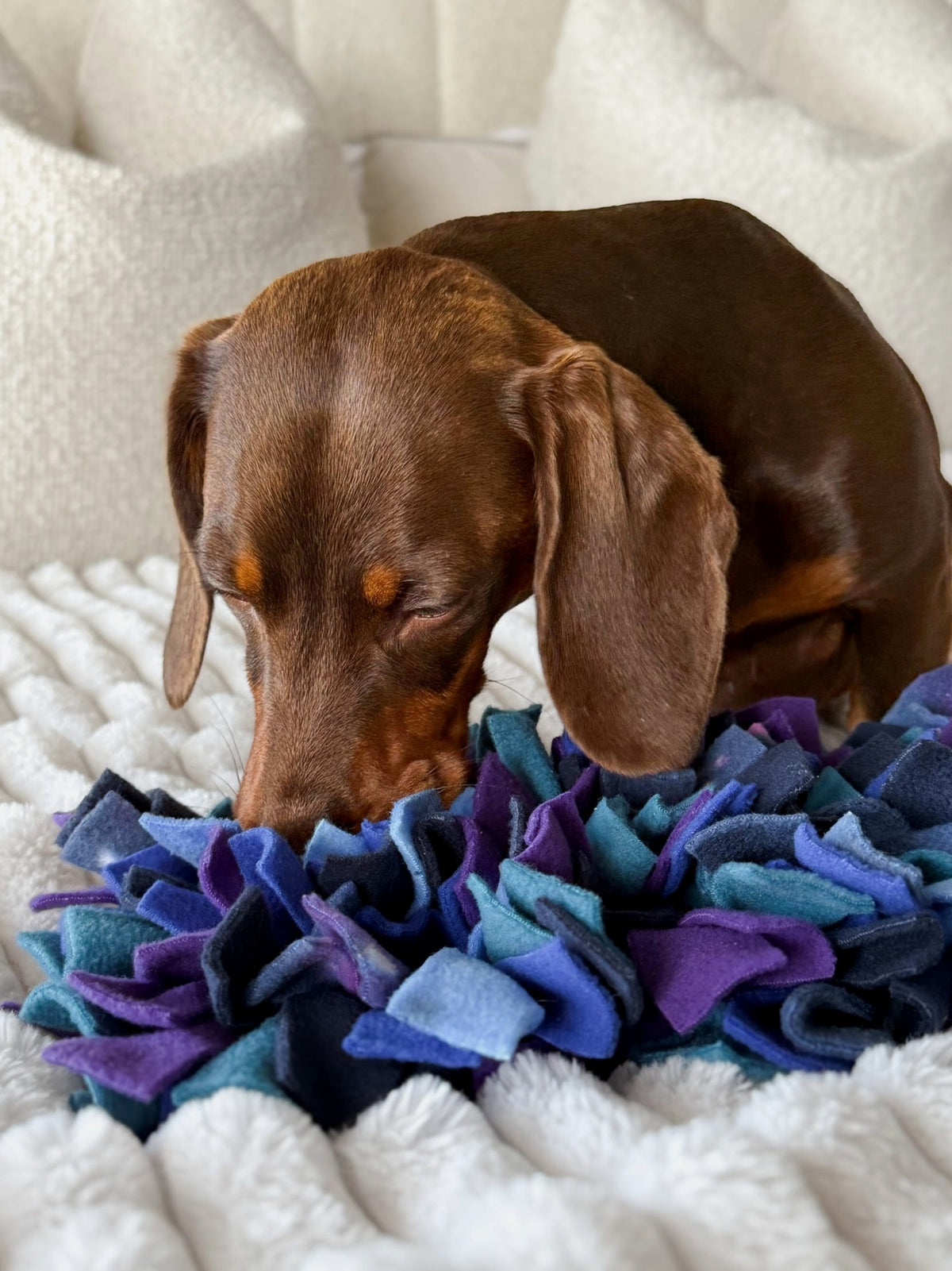 Chocolate and tan Dachshund sniffing through the navy, royal blue, teal and purple fleece strips of a Nova Zeal Snuffle Mat on a cream blanket.