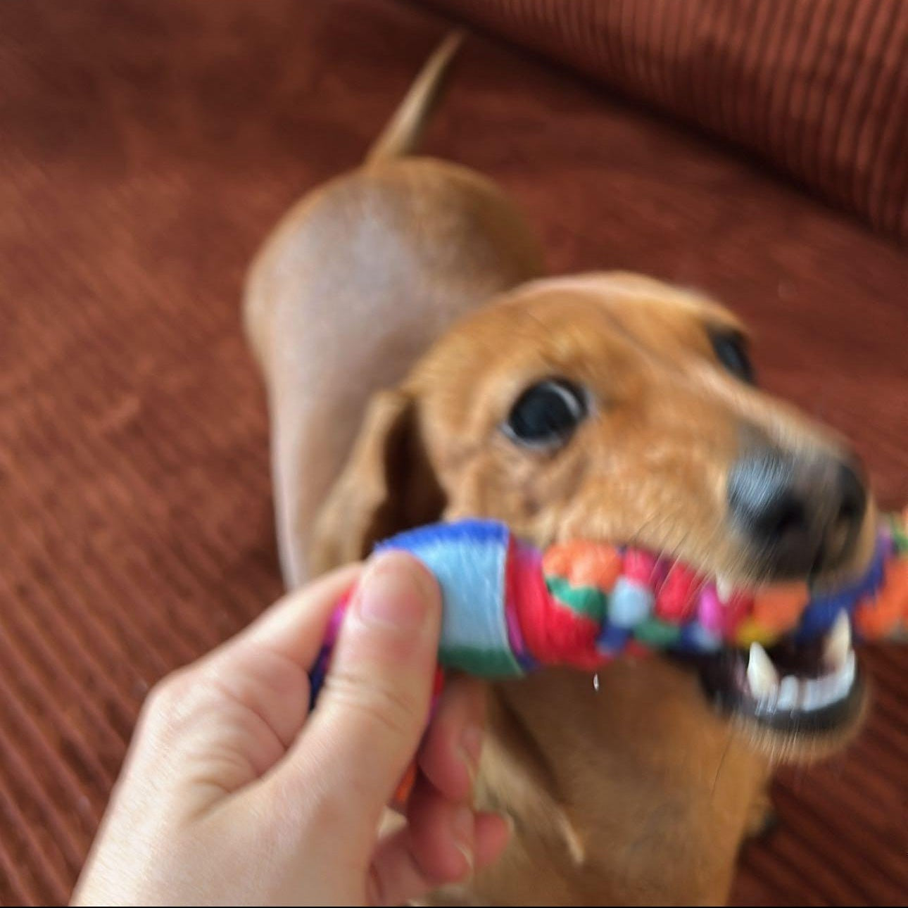 Small dachshund playing tug with Nova Zeal handmade fleece Pup Tug dog toy.
