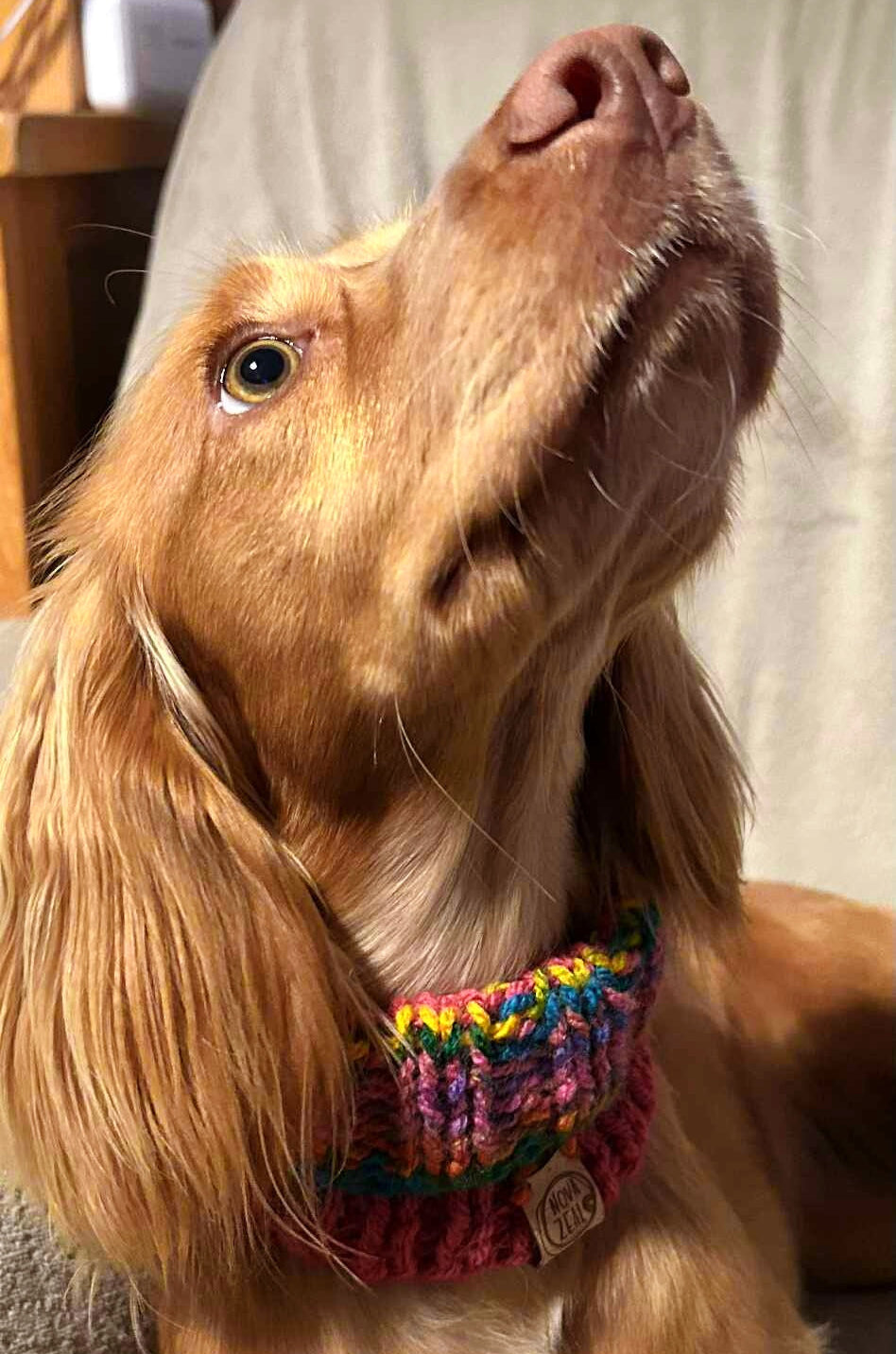 Spaniel wearing a colourful hand-knitted rainbow snood sitting on a sofa indoors.