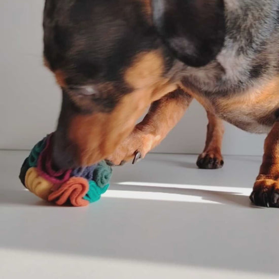 Dachshund using a warm pocket snuffle ball for treat based enrichment.