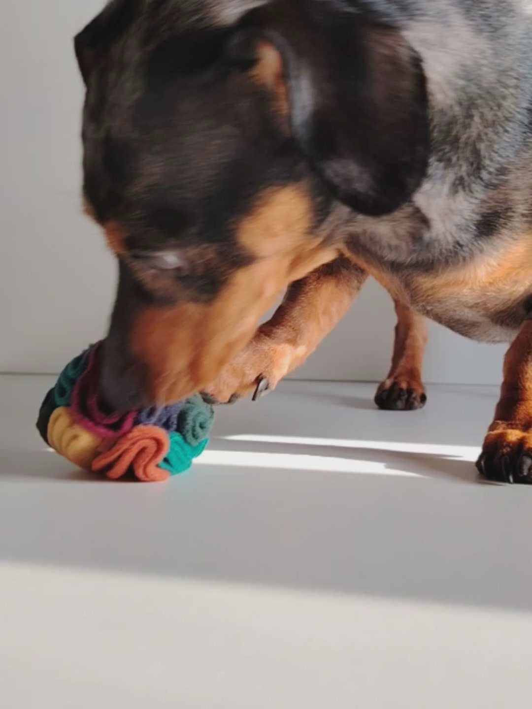 Dachshund using a warm pocket snuffle ball for treat based enrichment.