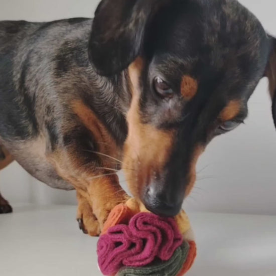Dachshund sniffing and foraging for treats in an Autumn Pocket Snuffle Ball.