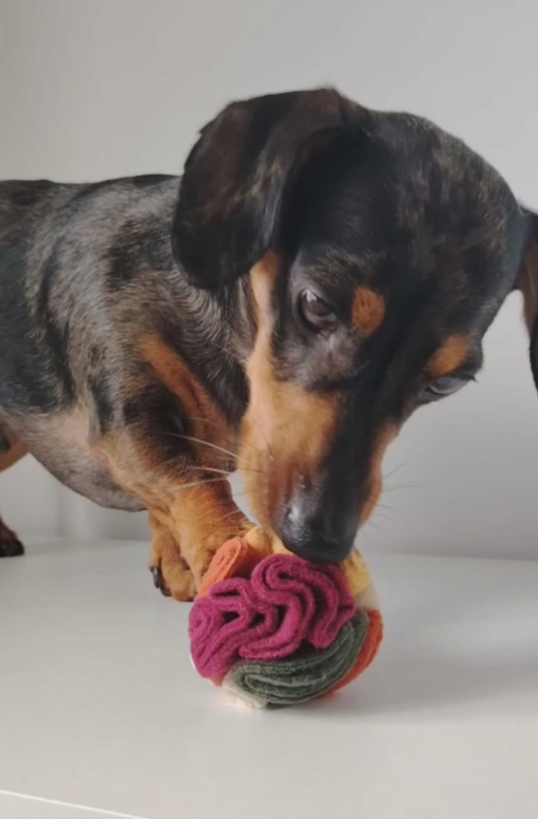 Dachshund sniffing and foraging for treats in an Autumn Pocket Snuffle Ball.
