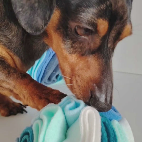 Dachshund using a small snuffle ball to search for treats in a dog enrichment activity.