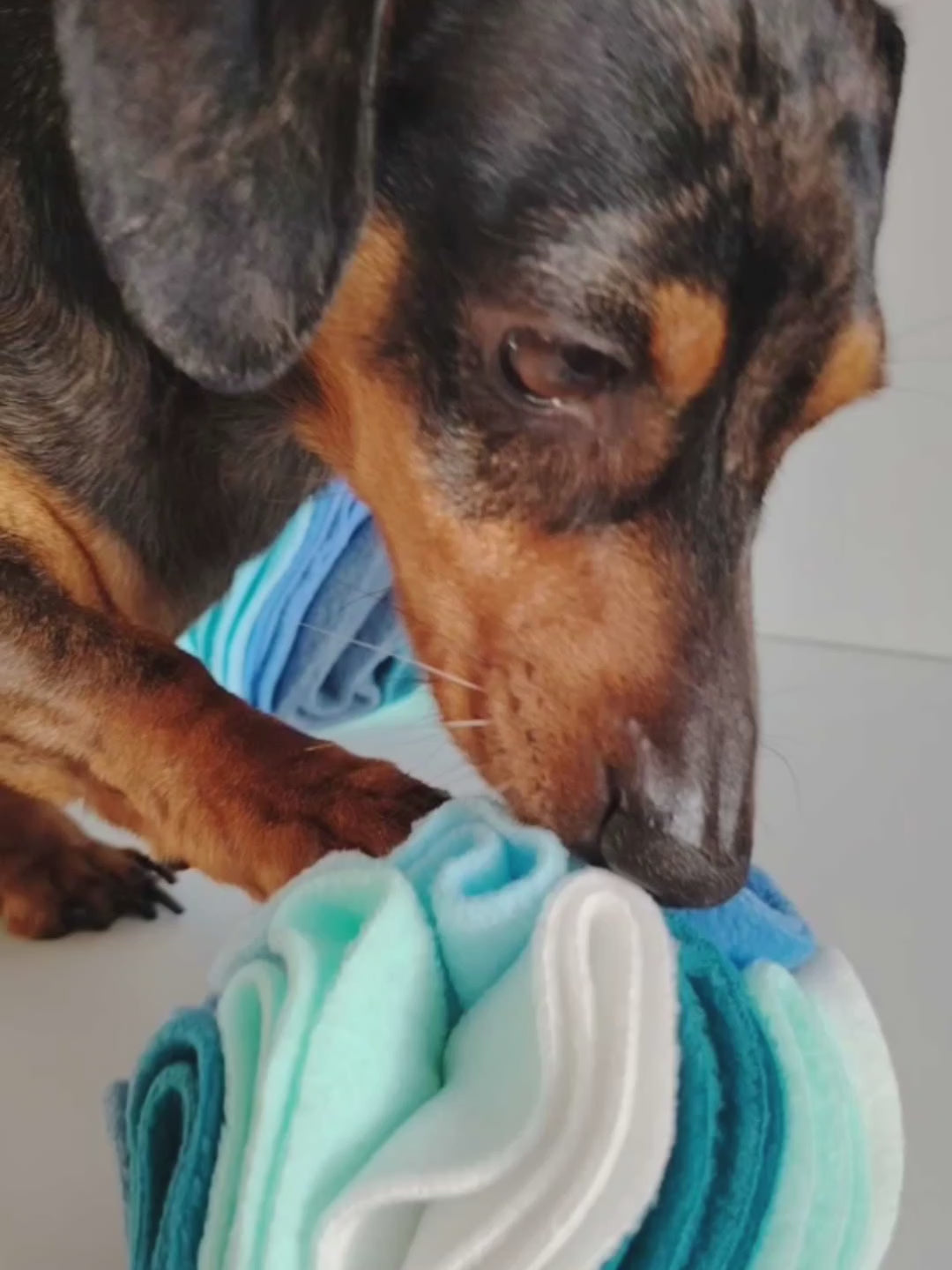 Dachshund using a small snuffle ball to search for treats in a dog enrichment activity.