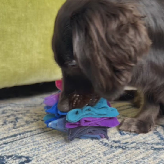Dora, a black Miniature Dachshund, sniffing and searching for hidden treats in a Nova Zeal Night Sky Small Scruffle Ball on the floor of a cosy living room.