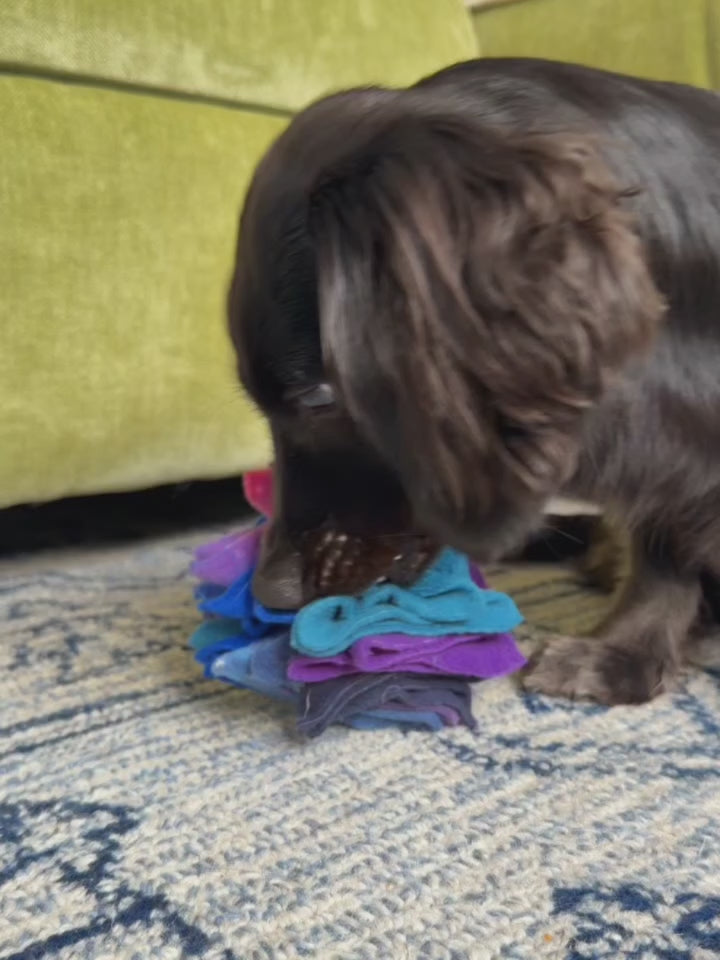 Dora, a black Miniature Dachshund, sniffing and searching for hidden treats in a Nova Zeal Night Sky Small Scruffle Ball on the floor of a cosy living room.