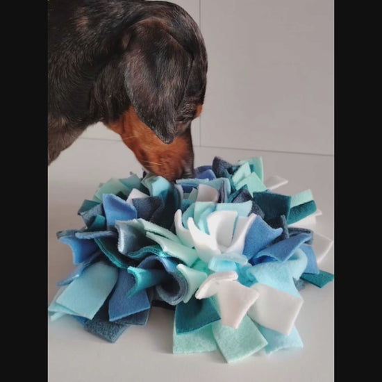 Dachshund using cool-toned snuffle mat for scent-based enrichment and foraging.