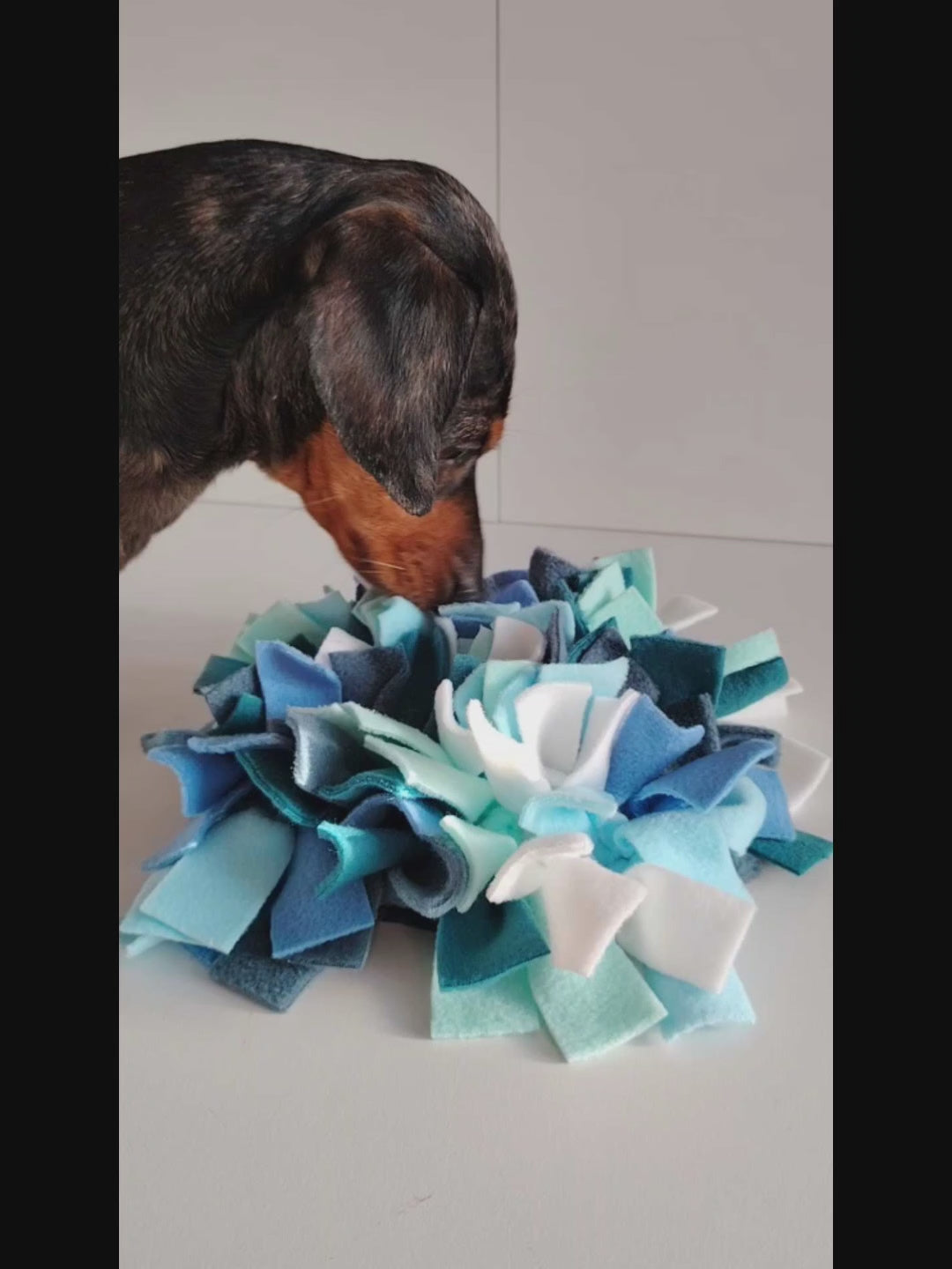 Dachshund using cool-toned snuffle mat for scent-based enrichment and foraging.