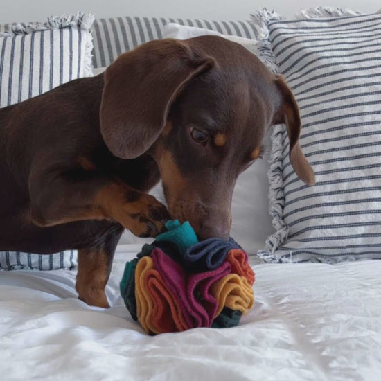Chocolate and tan dachshund Murphy sniffing and foraging with a handmade Nova Zeal Small Snuffle Ball on a bed, demonstrating calm scent enrichment and treat searching.