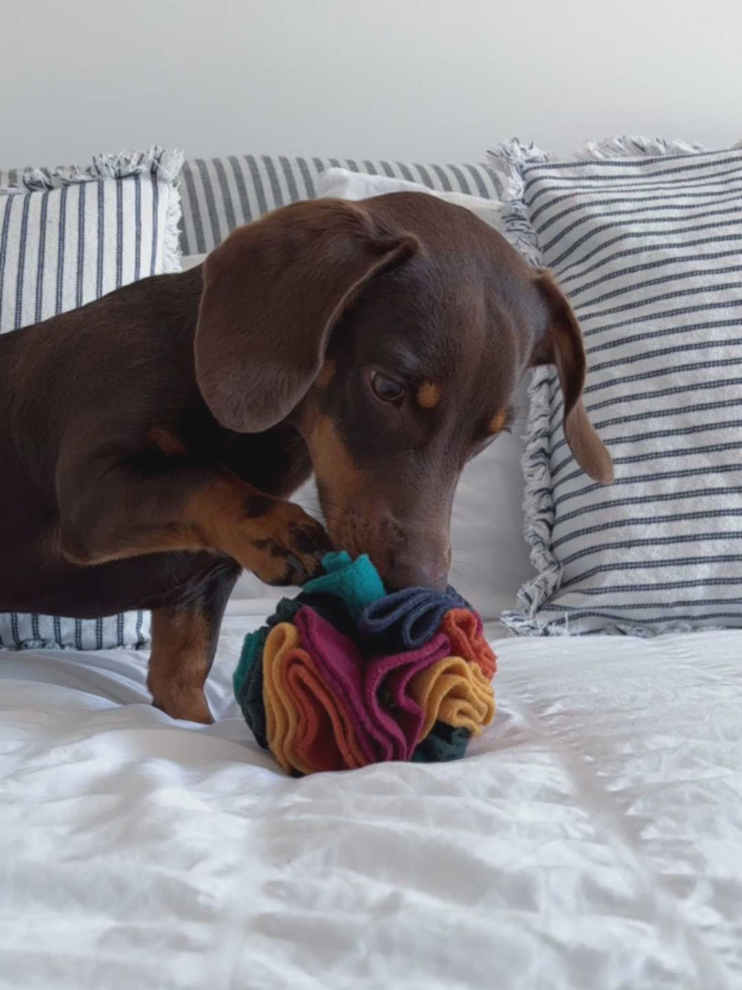 Chocolate and tan dachshund Murphy sniffing and foraging with a handmade Nova Zeal Small Snuffle Ball on a bed, demonstrating calm scent enrichment and treat searching.
