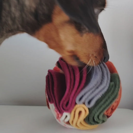 Black and tan dachshund foraging for treats in an autumn snuffle ball.