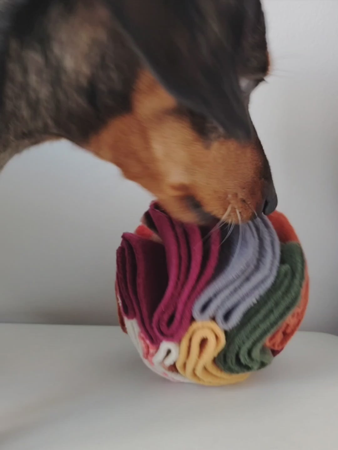 Black and tan dachshund foraging for treats in an autumn snuffle ball.