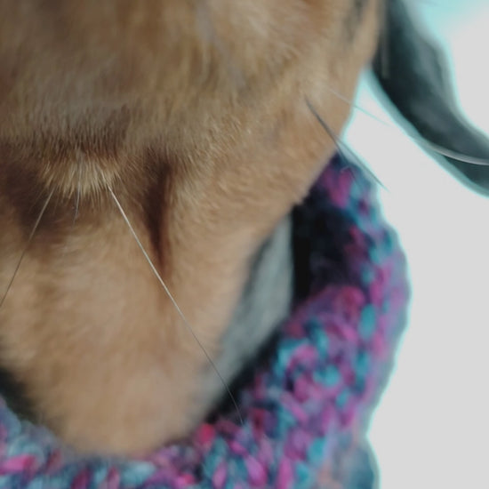 Remi, a silver dapple Miniature Dachshund, modelling the Nova Zeal Night Sky Hand-knitted Dog Snood in Extra Small (XS), featuring blue and purple knitted yarn.
