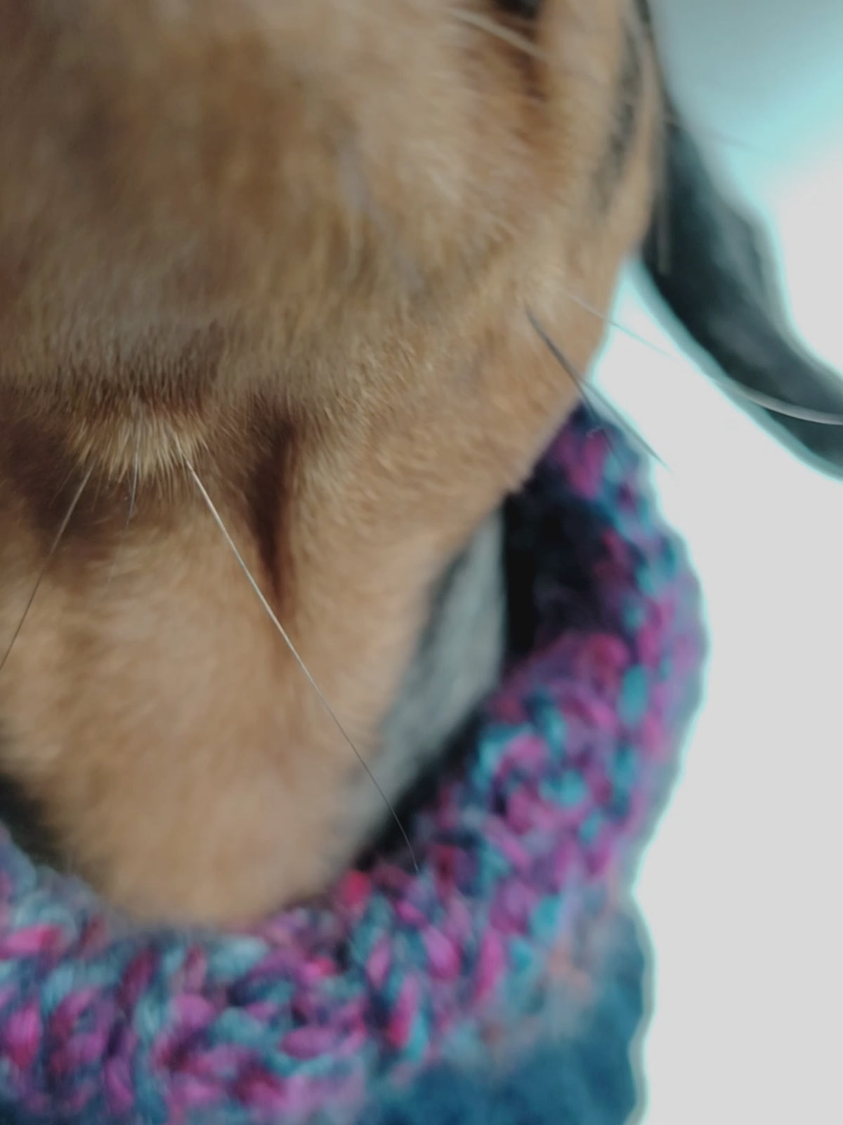 Remi, a silver dapple Miniature Dachshund, modelling the Nova Zeal Night Sky Hand-knitted Dog Snood in Extra Small (XS), featuring blue and purple knitted yarn.