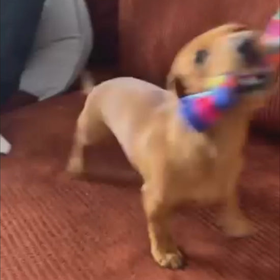 Small dog playing with handmade fleece Pup Tug dog toy for small dogs.