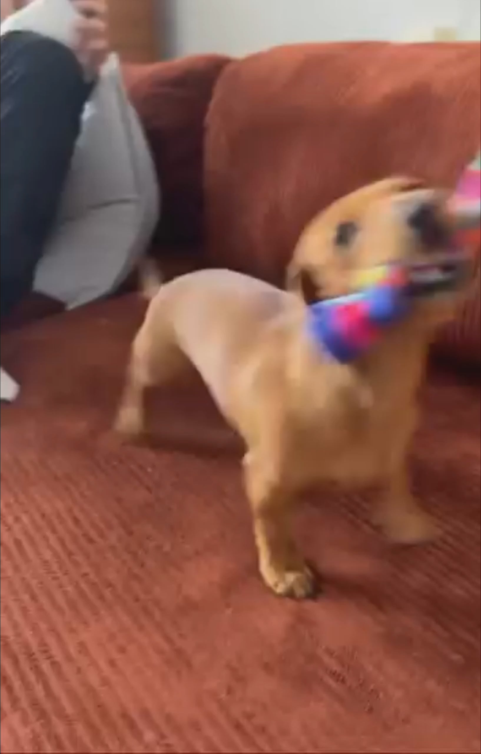 Small dog playing with handmade fleece Pup Tug dog toy for small dogs.