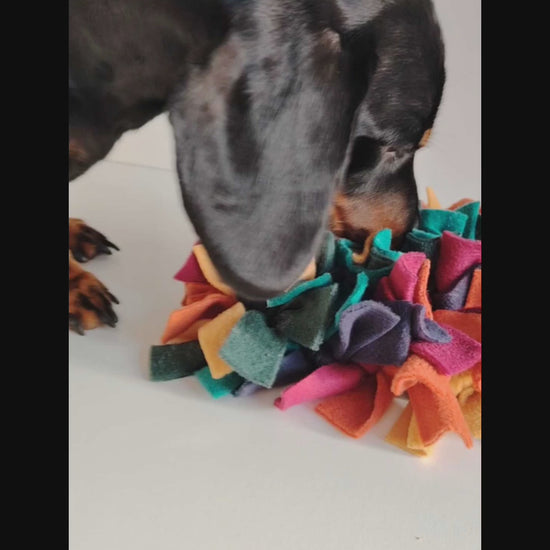 Dachshund sniffing and foraging in a warm-toned snuffle mat during enrichment play.