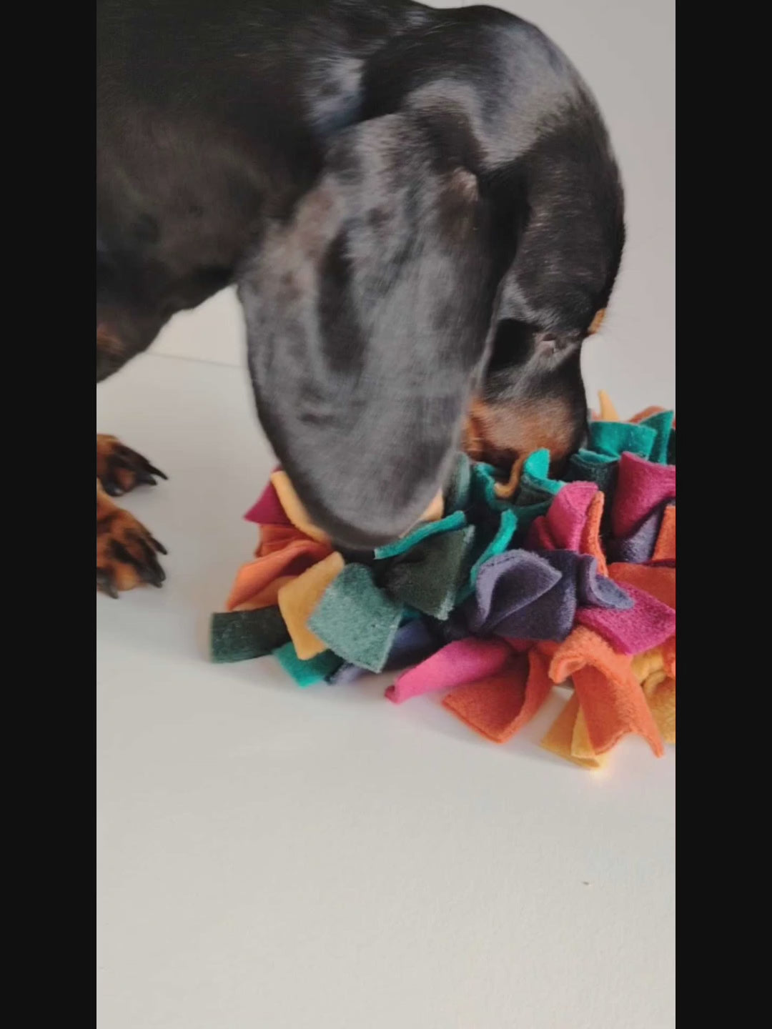Dachshund sniffing and foraging in a warm-toned snuffle mat during enrichment play.