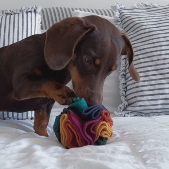 Murphy the dachshund searching for treats inside a warm Nova Zeal Snuffle Ball on a bed.