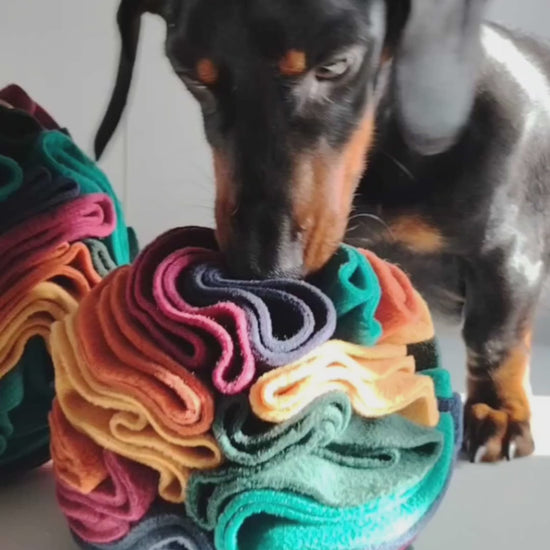 Dog using a warm colour snuffle ball for treat based enrichment.