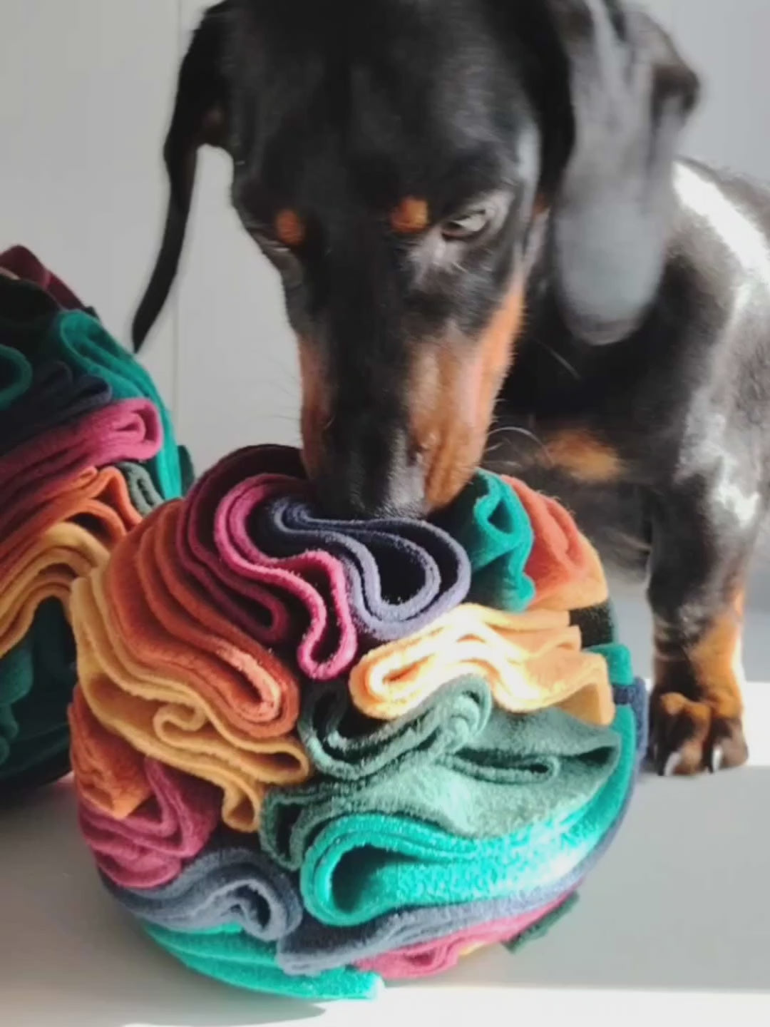 Dog using a warm colour snuffle ball for treat based enrichment.