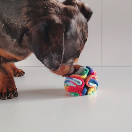 Dachshund sniffing and playing with a Rainbow Pocket Snuffle Ball dog enrichment toy.